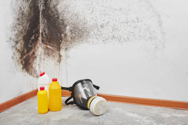 Mold Testing and Removal in Ashland, CA