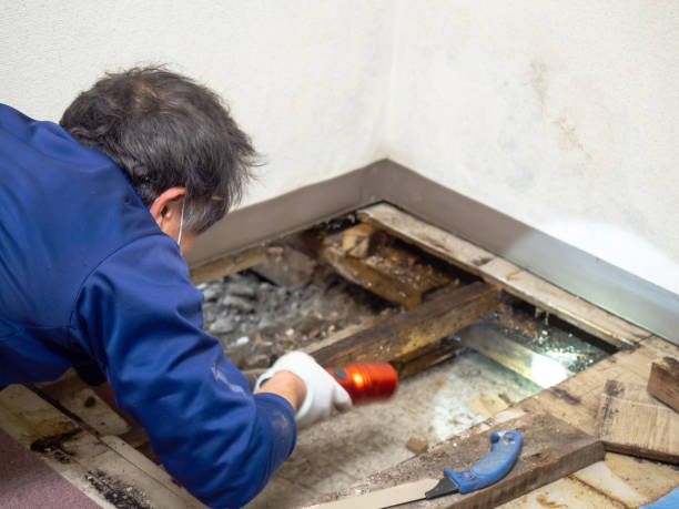 Best Black Mold Removal  in Ashland, CA