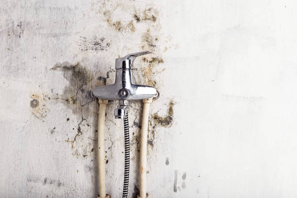Best Same-Day Mold Removal  in Ashland, CA