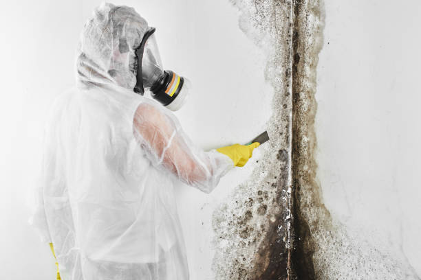 Best Certified Mold Removal  in Ashland, CA