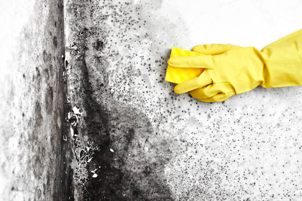 Best Home Mold Removal  in Ashland, CA