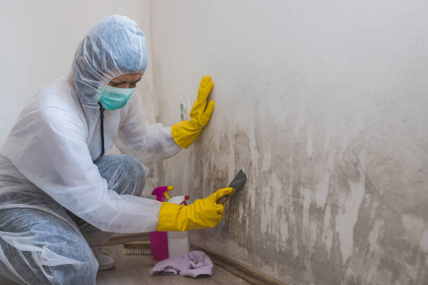 Best Mold Testing  in Ashland, CA