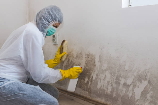 Best Office Mold Removal Services  in Ashland, CA