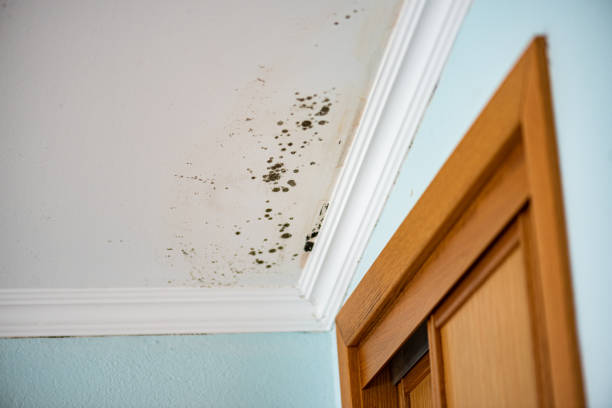 Best Commercial Mold Removal  in Ashland, CA