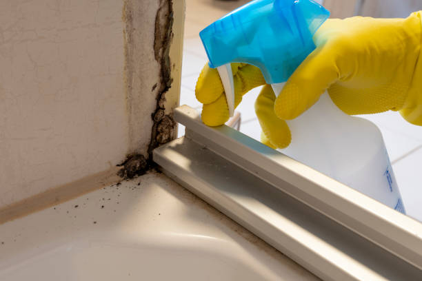 Best Fast Mold Removal  in Ashland, CA
