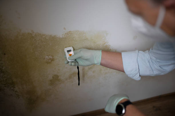 Best Mold Cleaning Services  in Ashland, CA