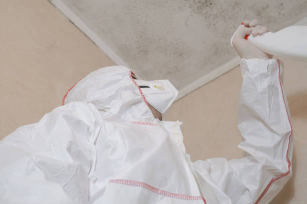 Best Home Mold Removal  in Ashland, CA