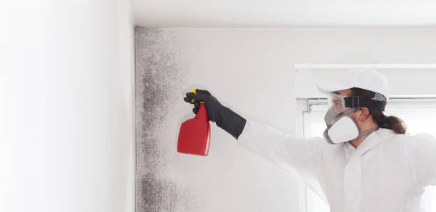 Best Toxic Mold Removal  in Ashland, CA