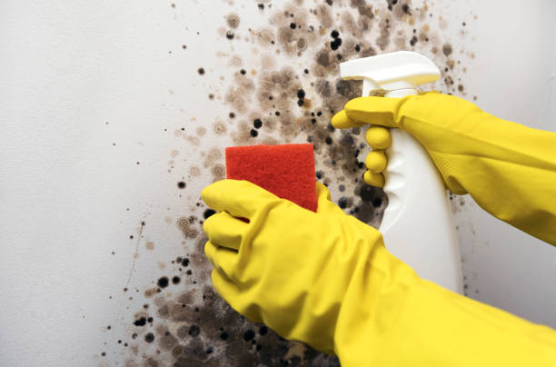 Best Crawl Space Mold Removal  in Ashland, CA