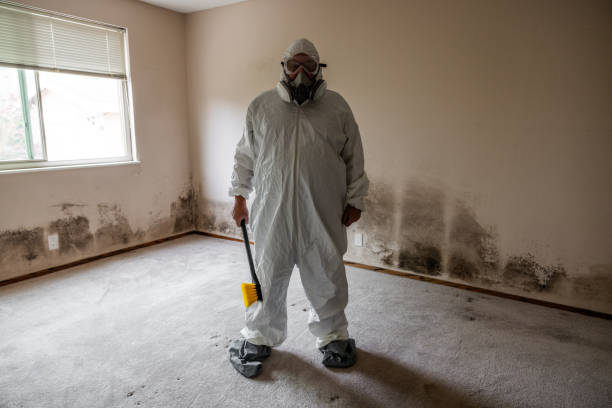 Best Best Mold Removal Companies  in Ashland, CA