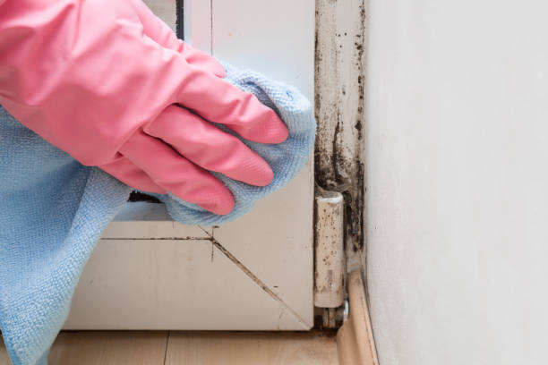 Best Best Mold Removal Companies  in Ashland, CA