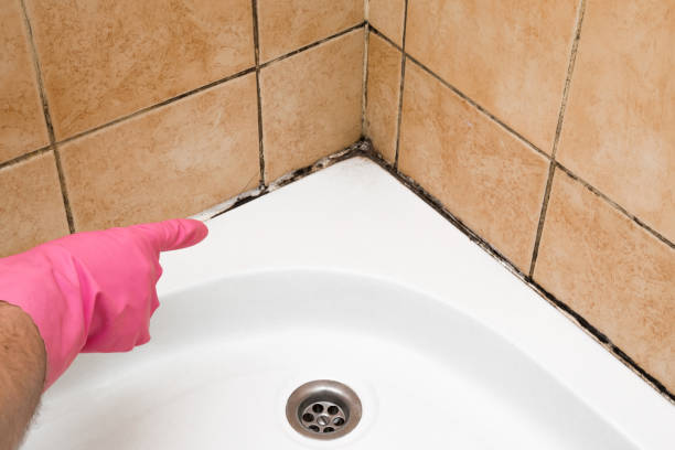 Best Toxic Mold Removal  in Ashland, CA